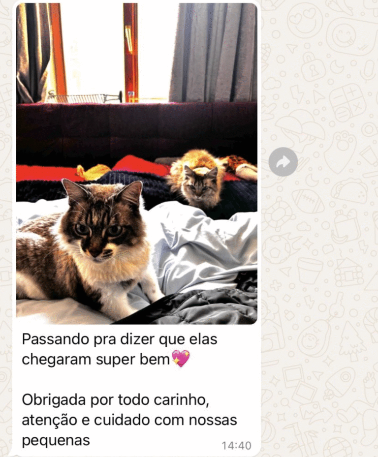 captura de tela 2025 11 18 às 17.54.13